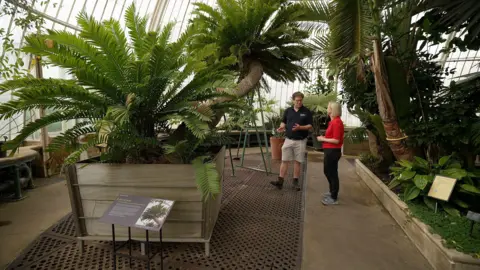 Kew Gardens' Palm House will close for five years for major makeover