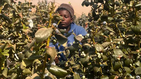 Zimbabwe is tobacco country. But some think the future lies in blueberries