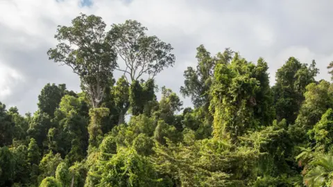 Australia's rainforests are releasing more carbon than they absorb, warn scientists