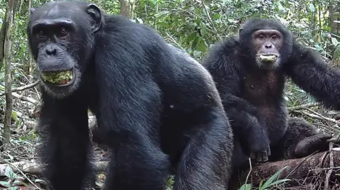 Chimps drinking a lager a day in ripe fruit, study finds