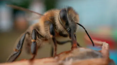 Scientists make 'superfood' that could save honeybees