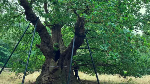 The Druids Oak is 800 years old - can it help save tomorrow's forests?