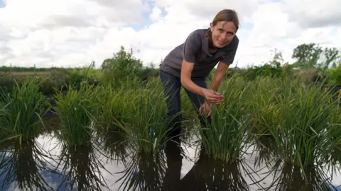 Dismissed as a joke, UK's first rice crop ripe for picking after hot summer