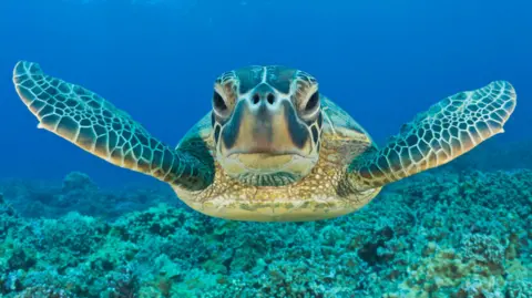 Green turtle bounces back from brink in conservation 'win'